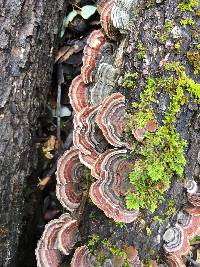 Trametes versicolor image