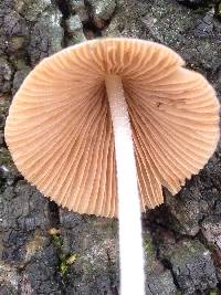 Conocybe apala image