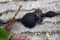 Annulohypoxylon thouarsianum image