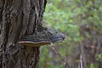 Fomitopsis pinicola image