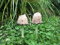 Coprinus comatus image