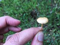 Agrocybe pediades image