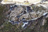 Media resource of Auricularia mesenterica