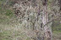 Ramalina menziesii image