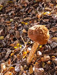 Battarrea phalloides image