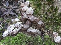 Lycoperdon pyriforme image