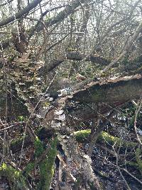 Trametes versicolor image