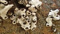 Media resource of Rhizoplaca glaucophana