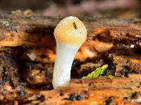 Thumbnail image of current specimen