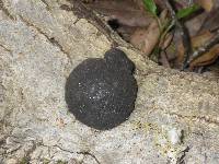 Annulohypoxylon thouarsianum image