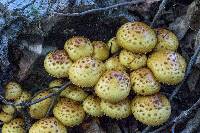 Pholiota aurivella image