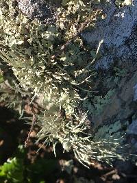 Niebla homalea image