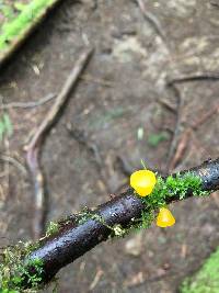 Guepiniopsis alpina image