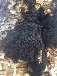 Inonotus obliquus image