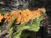 Stereum hirsutum image