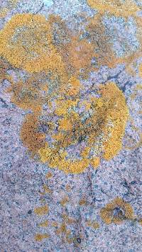 Xanthoria elegans image
