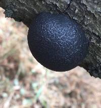 Annulohypoxylon thouarsianum image