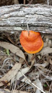 Pycnoporus coccineus image