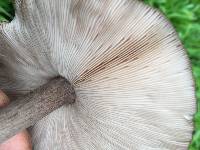 Thumbnail image of current specimen