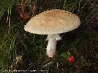 Amanita muscaria image