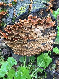 Stereum hirsutum image