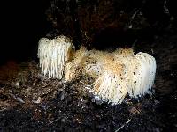 Hericium erinaceus image