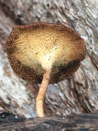 Polyporus arcularius image