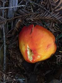 Hygrocybe laetissima image