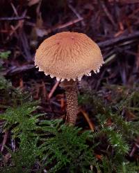 Cystoderma fallax image