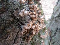 Trametes versicolor image