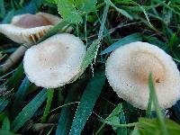 Marasmius oreades image