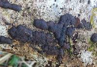 Annulohypoxylon multiforme image