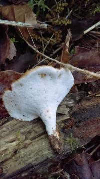 Polyporus varius image