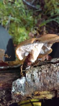 Polyporus varius image