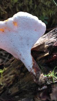 Polyporus varius image