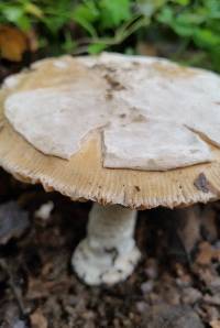 Amanita velosa image