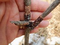 Media resource of Hymenochaete corrugata