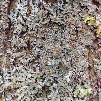 Myelochroa galbina image