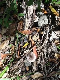 Bolbitius reticulatus image