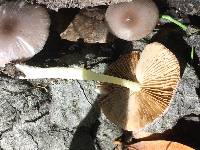 Bolbitius reticulatus image