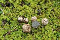 Media resource of Hysterangium cistophilum