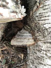 Fomes fomentarius image