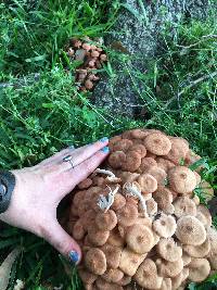Armillaria tabescens image