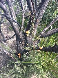 Pycnoporus coccineus image