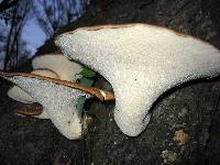 Polyporus squamosus image