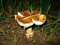 Amanita amerirubescens image