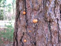 Cryptoporus volvatus image