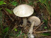 Leccinum holopus image