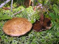 Suillus pictus image