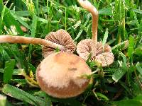 Panaeolina foenisecii image